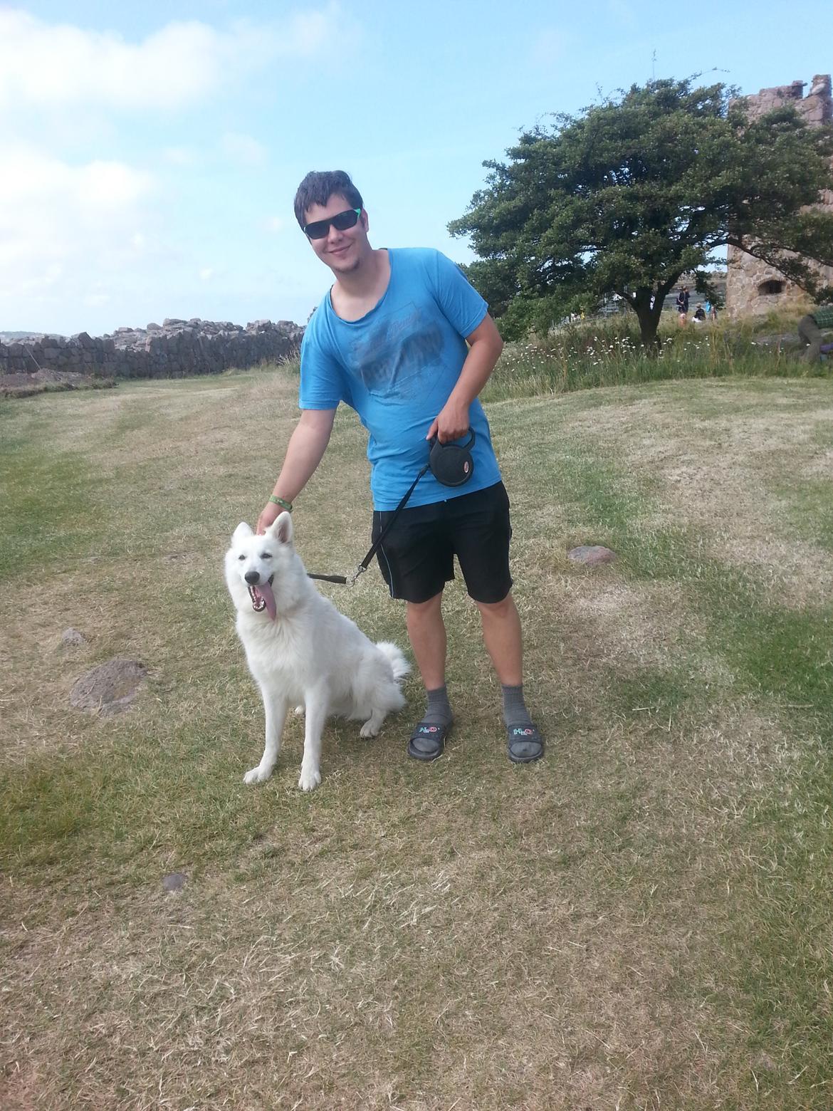 Hvid schæfer Smilla billede 2