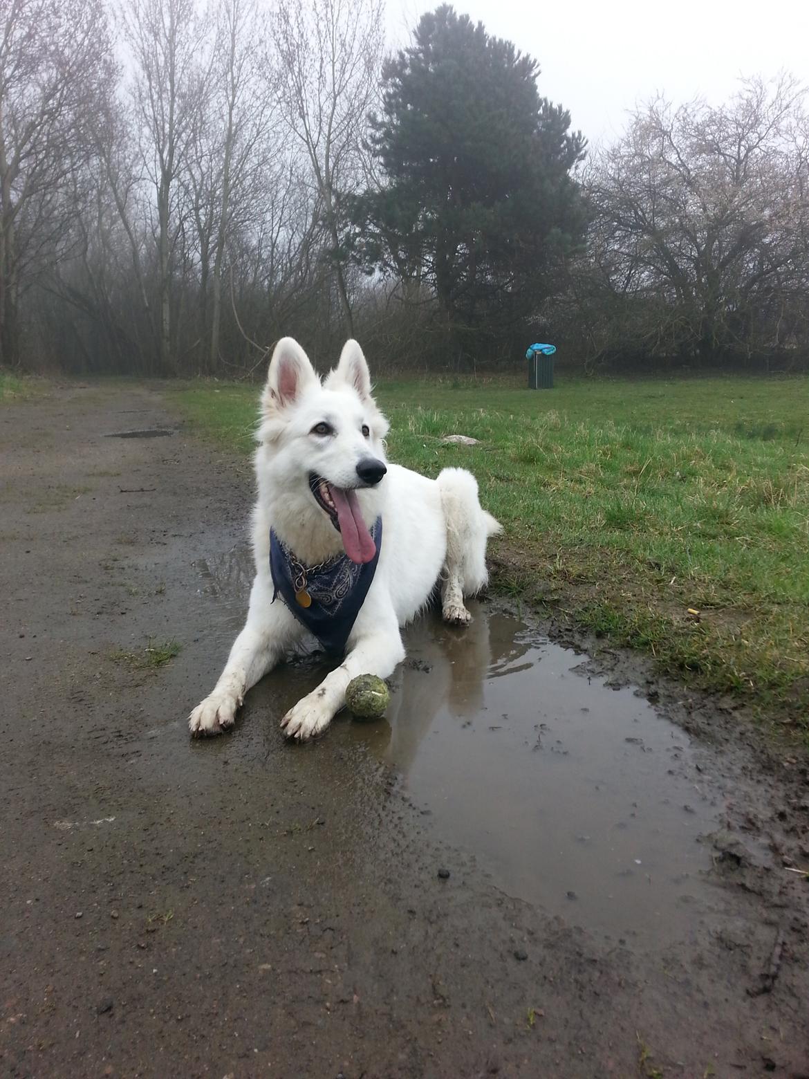 Hvid schæfer Smilla billede 4