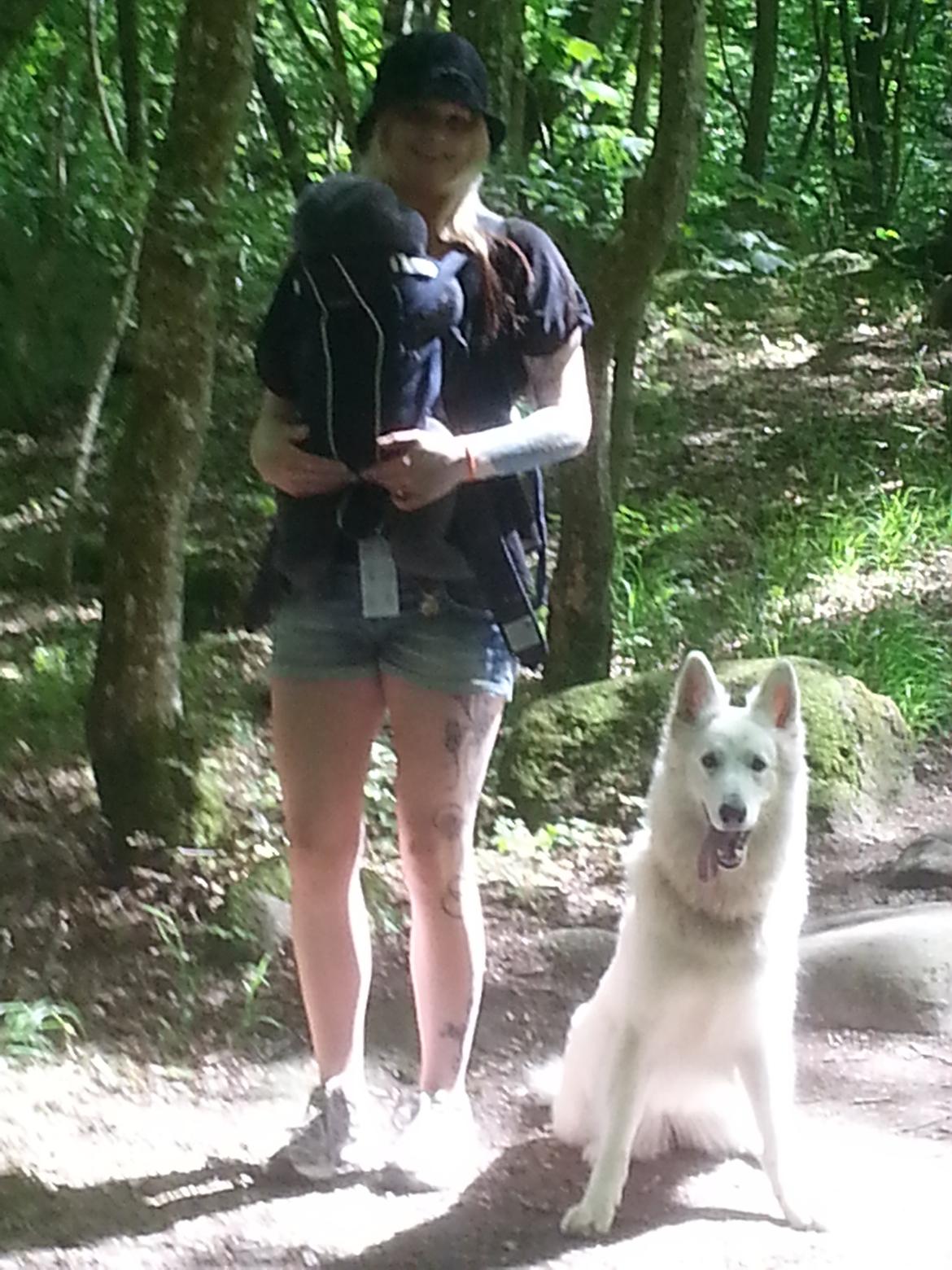 Hvid schæfer Smilla billede 3