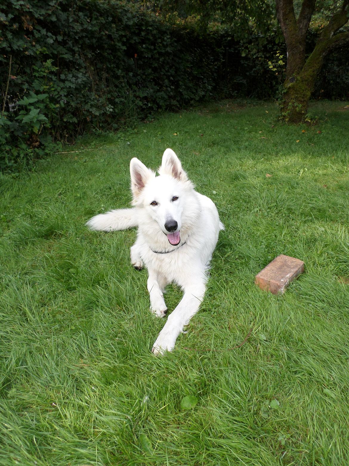 Hvid schæfer Smilla billede 6