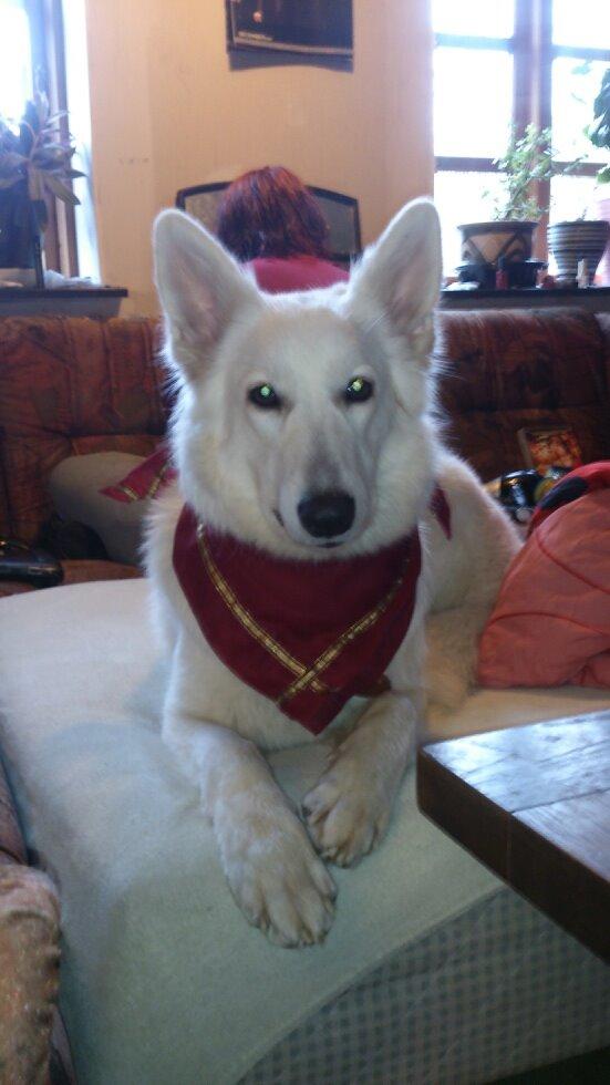 Hvid schæfer Smilla billede 7