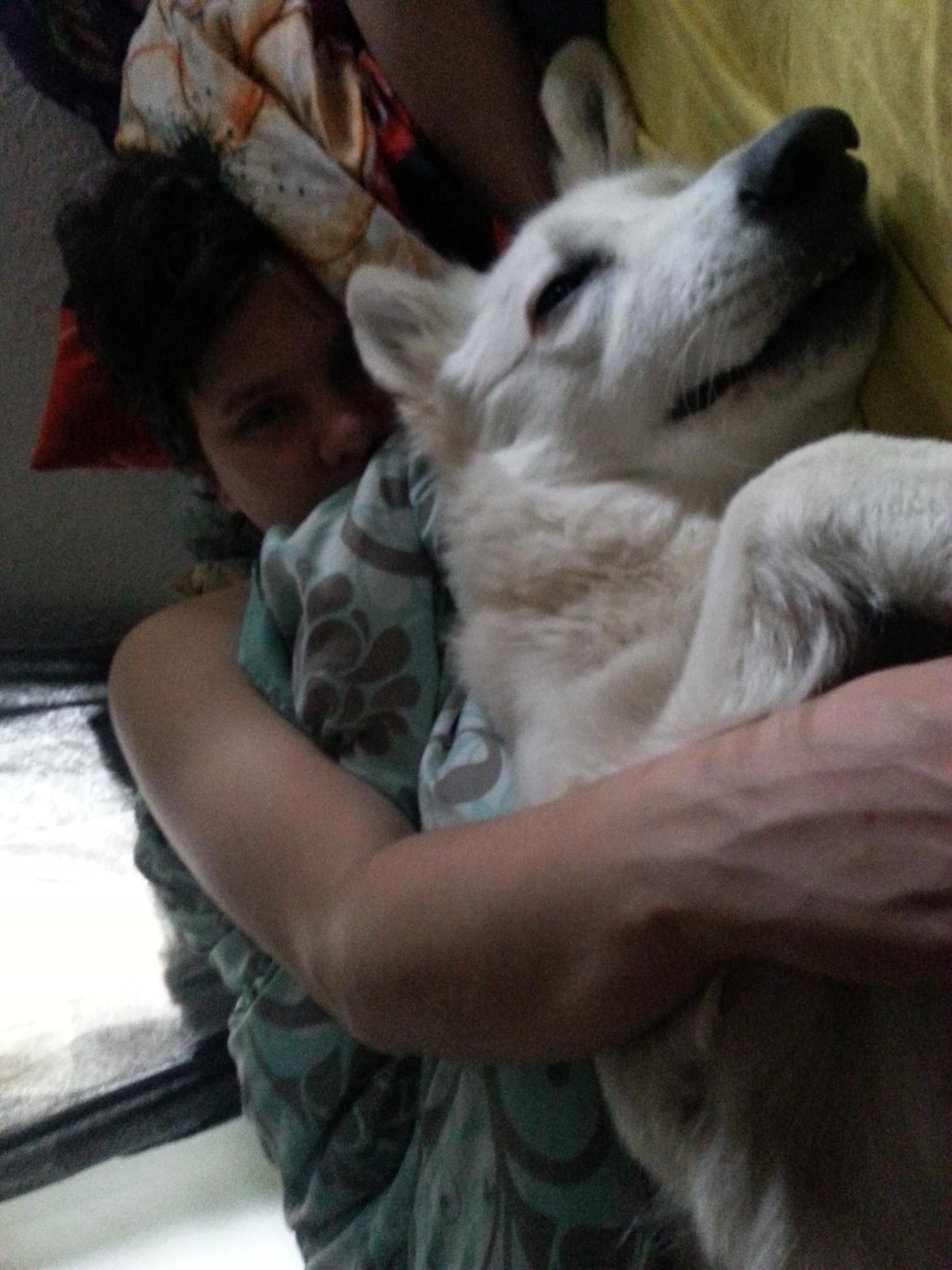 Hvid schæfer Smilla billede 5