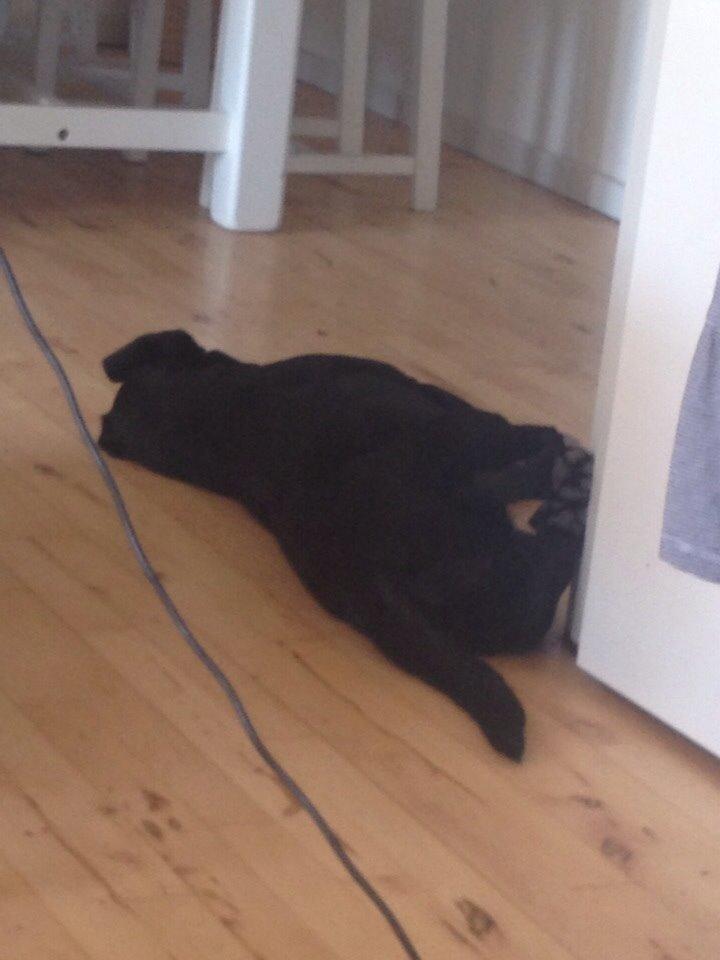 Labrador retriever Amy billede 2