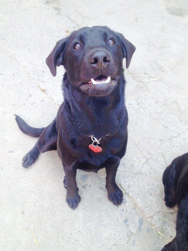 Labrador retriever Amy billede 3