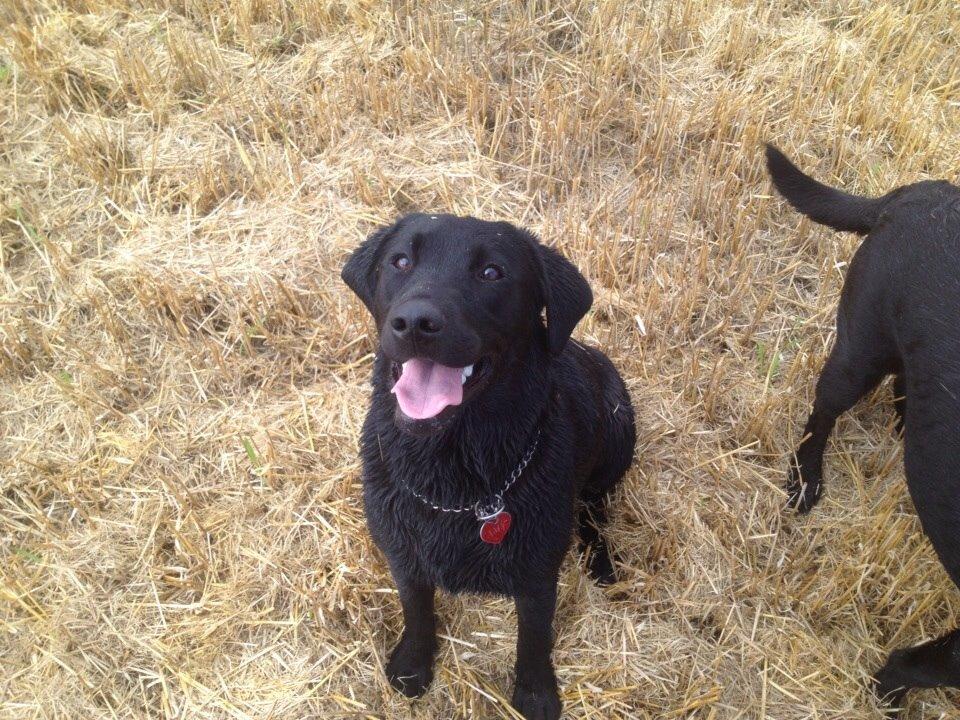 Labrador retriever Amy billede 1