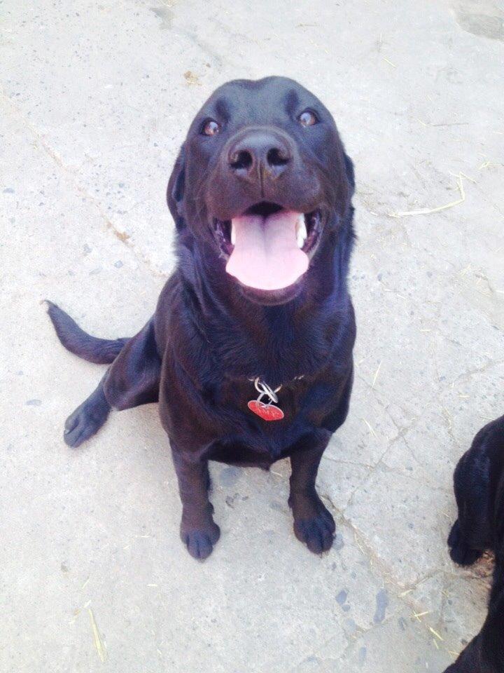 Labrador retriever Amy - Altid glad <3 billede 4