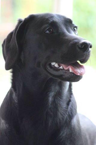 Labrador retriever Amy billede 5