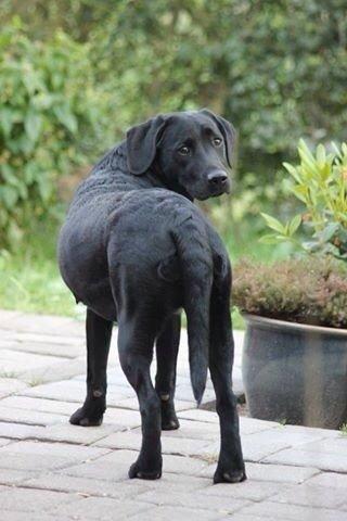 Labrador retriever Amy billede 6