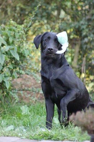 Labrador retriever Amy - Jaaah, det er nu meget sjovt at få splittet bamsen og finde den pivende tingest der er indeni :D billede 7