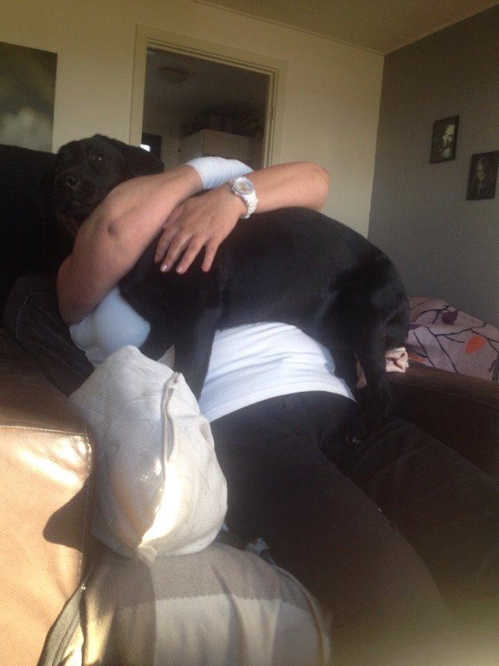 Labrador retriever Amy billede 8