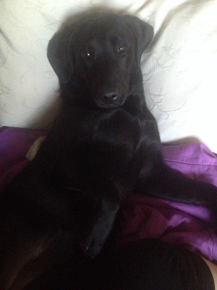 Labrador retriever Amy billede 9