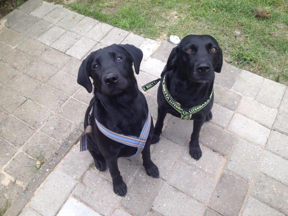 Labrador retriever Amy - Chili og amy er klar til deres tur :P billede 10