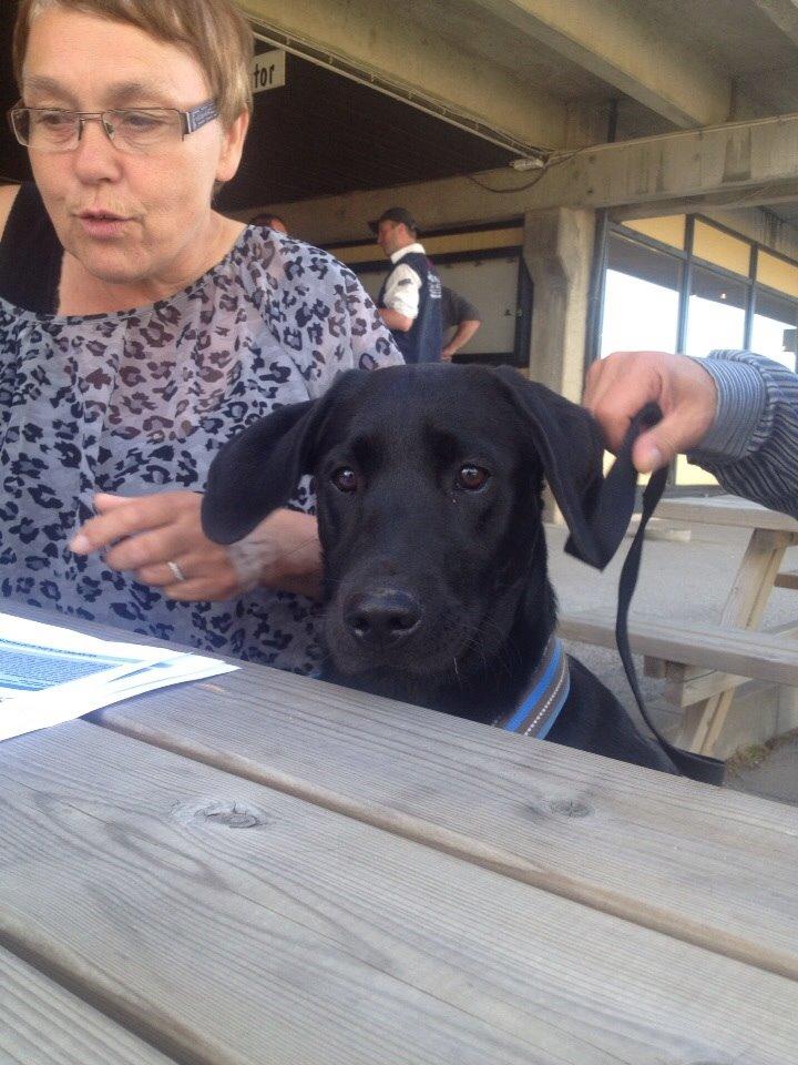 Labrador retriever Amy billede 11