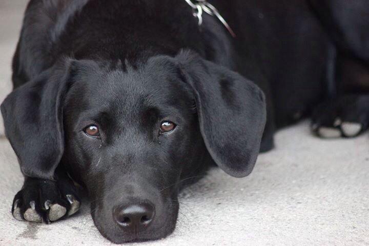 Labrador retriever Amy - Smukke Amy billede 12