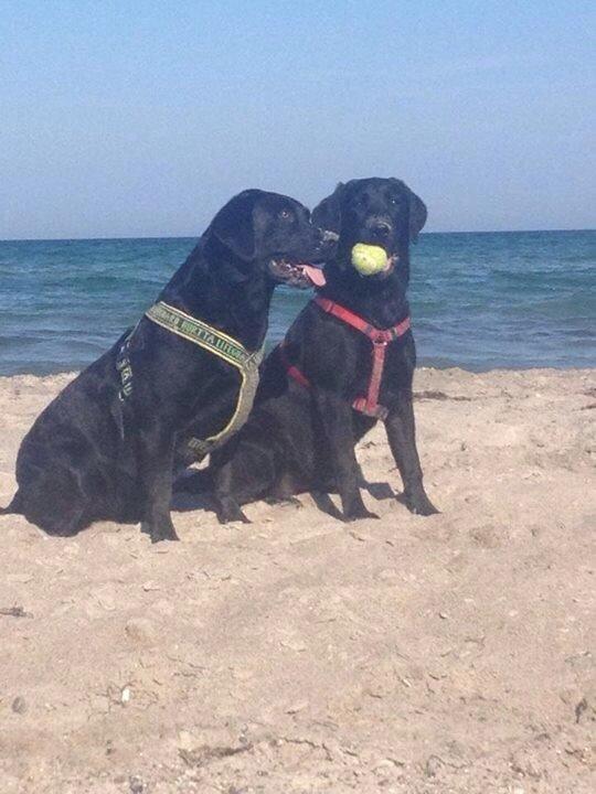 Labrador retriever Amy - Amys første strandtur :) billede 13