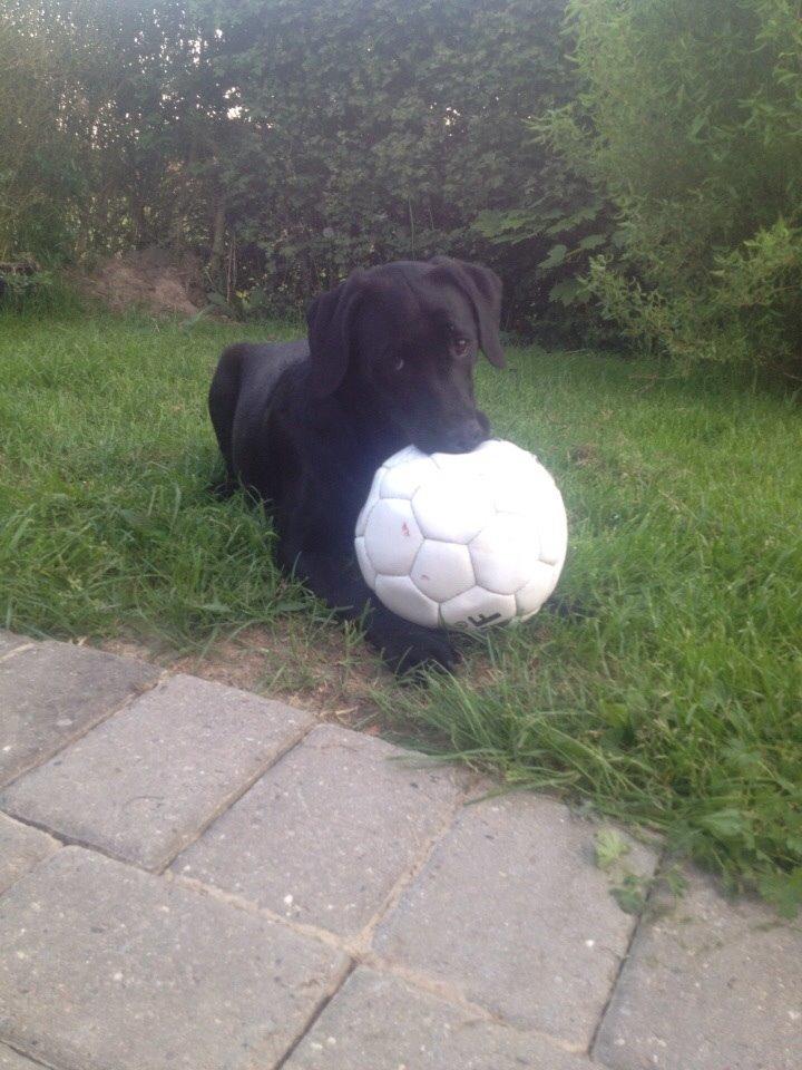 Labrador retriever Amy - Amy der elsker at spille fodbold :D billede 14