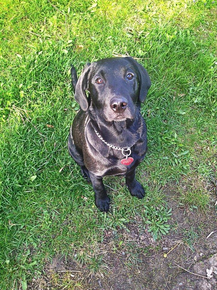 Labrador retriever Amy billede 16