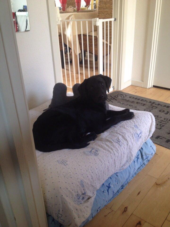 Labrador retriever Amy billede 19