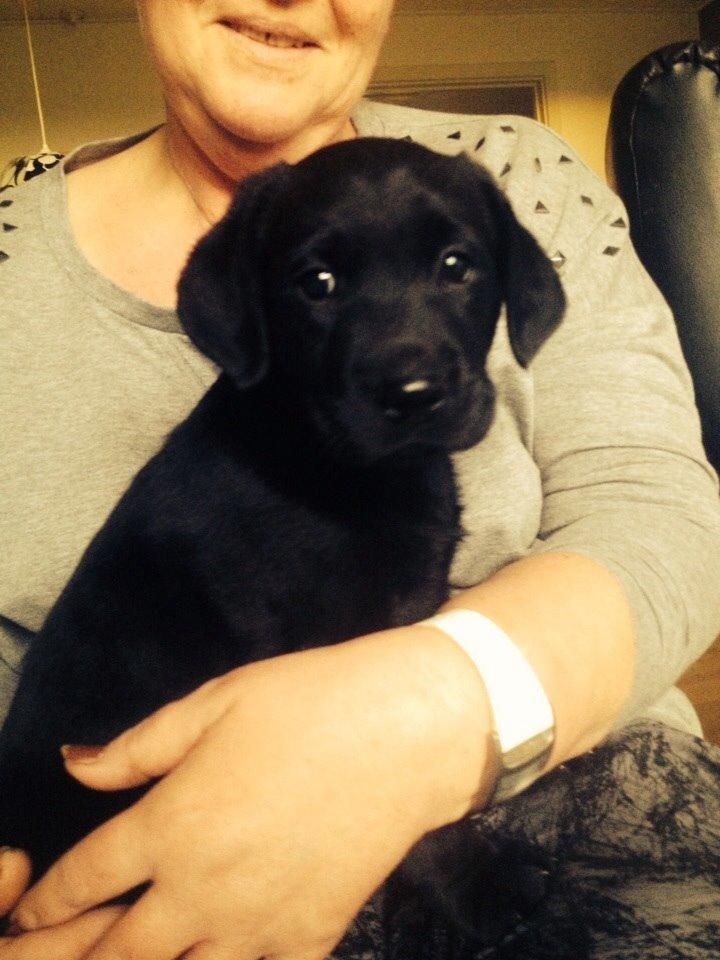 Labrador retriever Amy billede 15