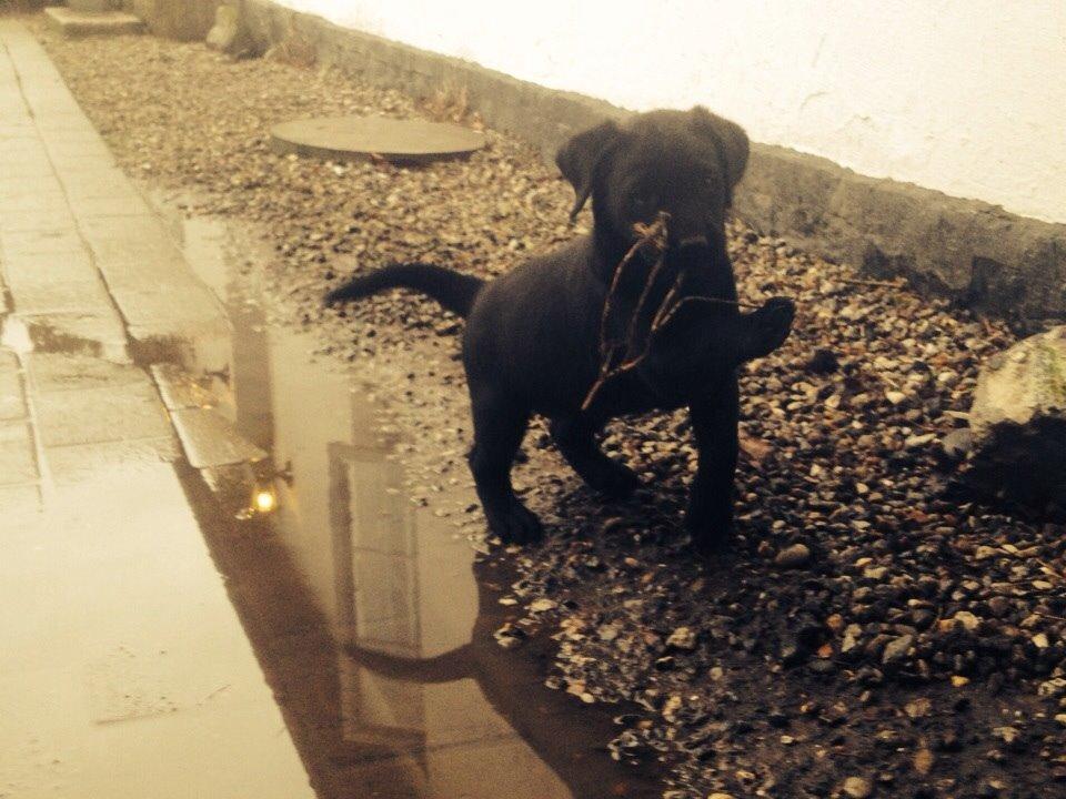 Labrador retriever Amy billede 17