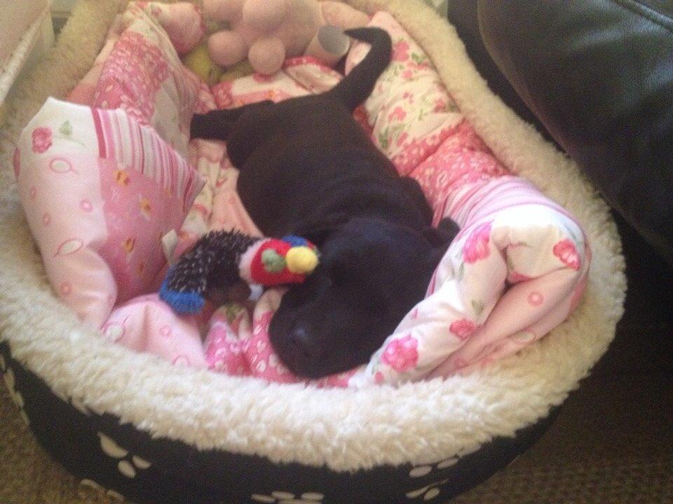 Labrador retriever Amy - Lille Amy da vi næsten lige havde fået hende -- billede 18