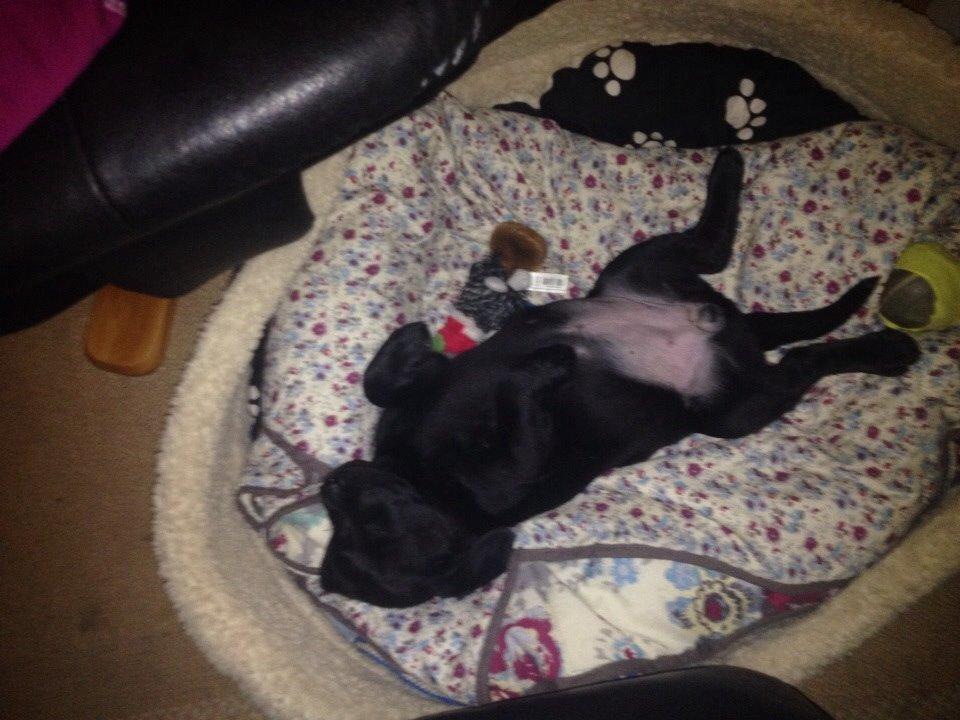 Labrador retriever Amy billede 20