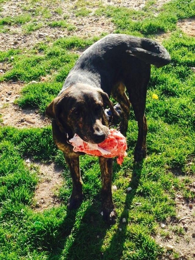 Blanding af racer Tayson billede 1