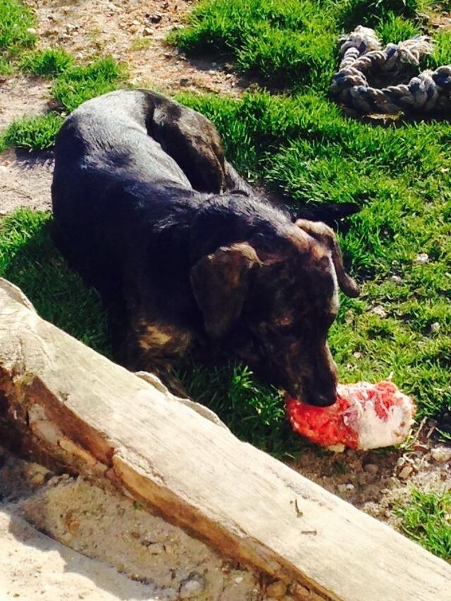 Blanding af racer Tayson billede 2