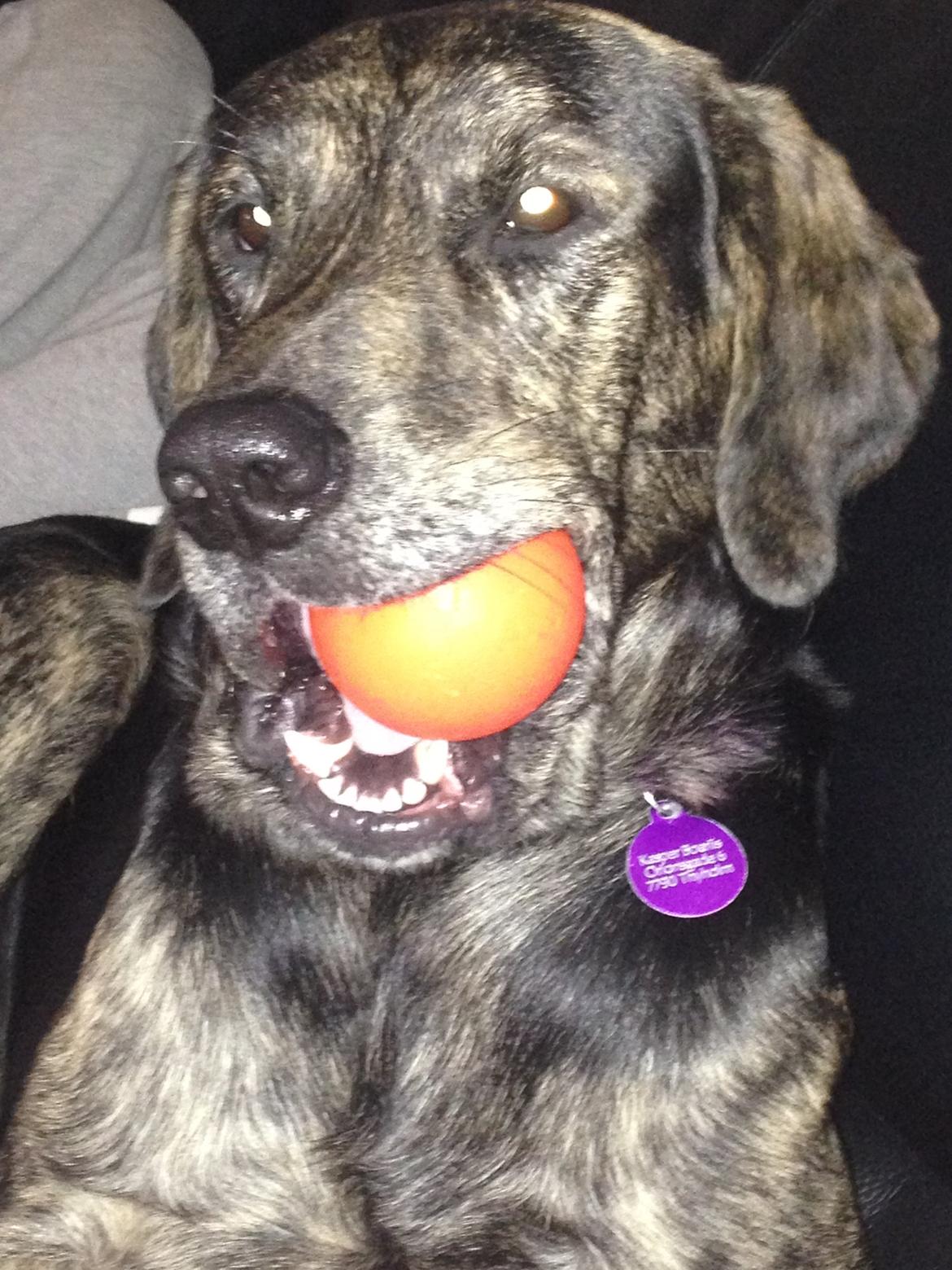 Blanding af racer Tayson billede 9