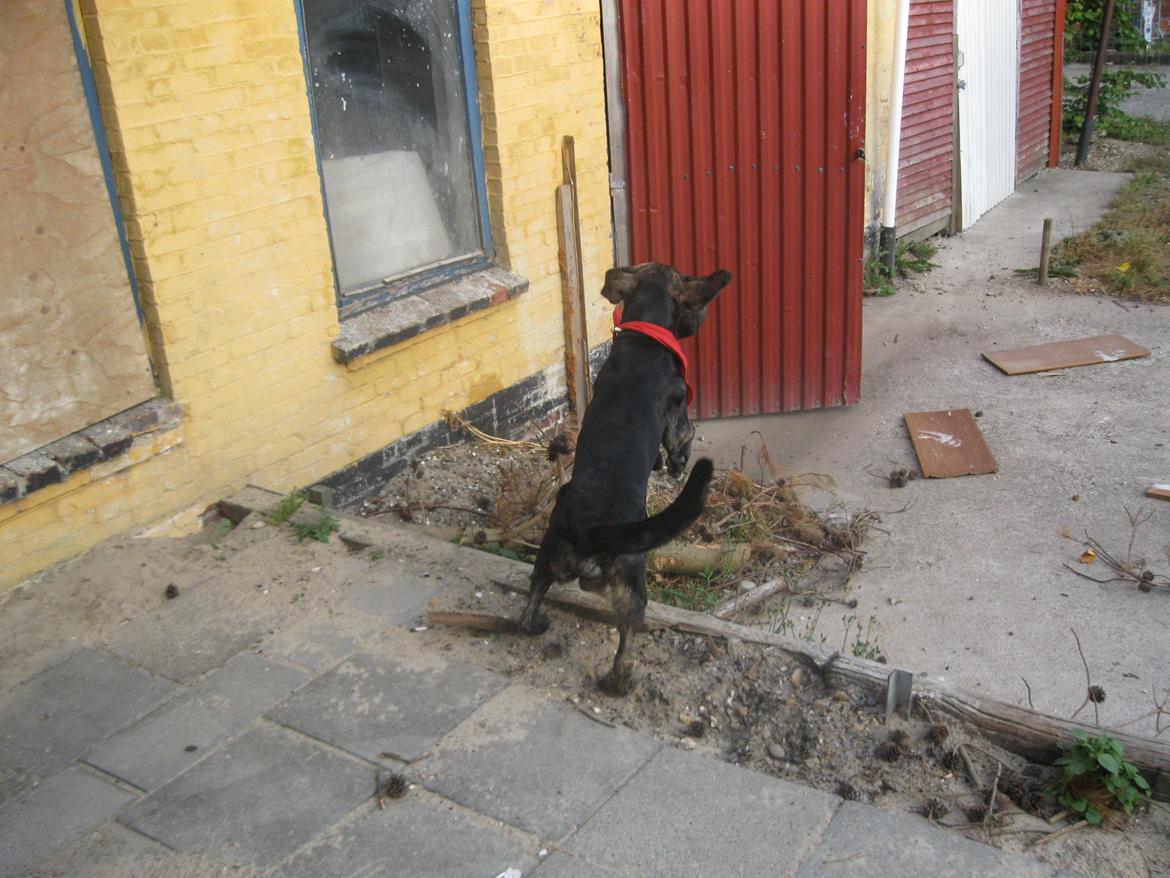 Blanding af racer Tayson billede 10