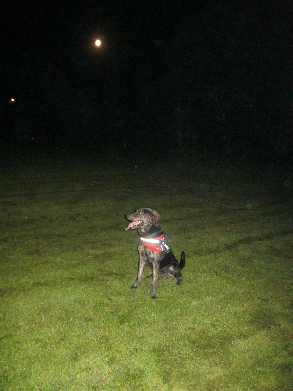 Blanding af racer Tayson billede 12