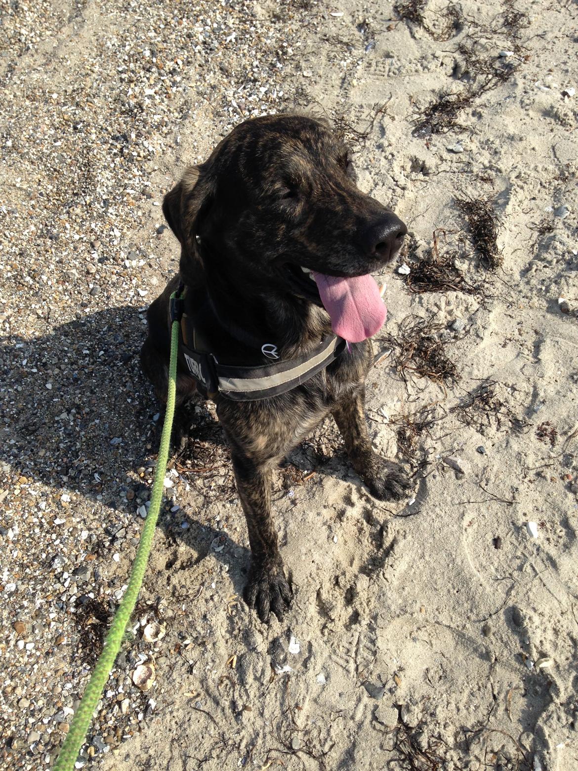 Blanding af racer Tayson billede 13