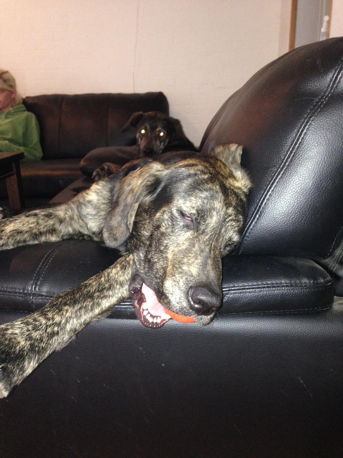 Blanding af racer Tayson billede 14