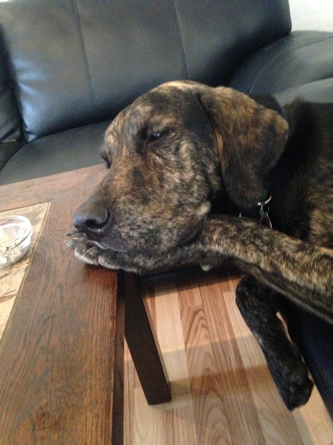 Blanding af racer Tayson billede 15