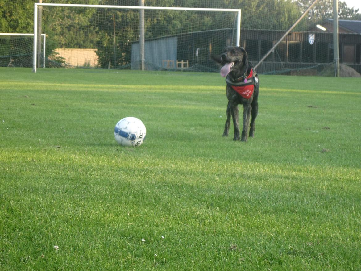 Blanding af racer Tayson billede 17