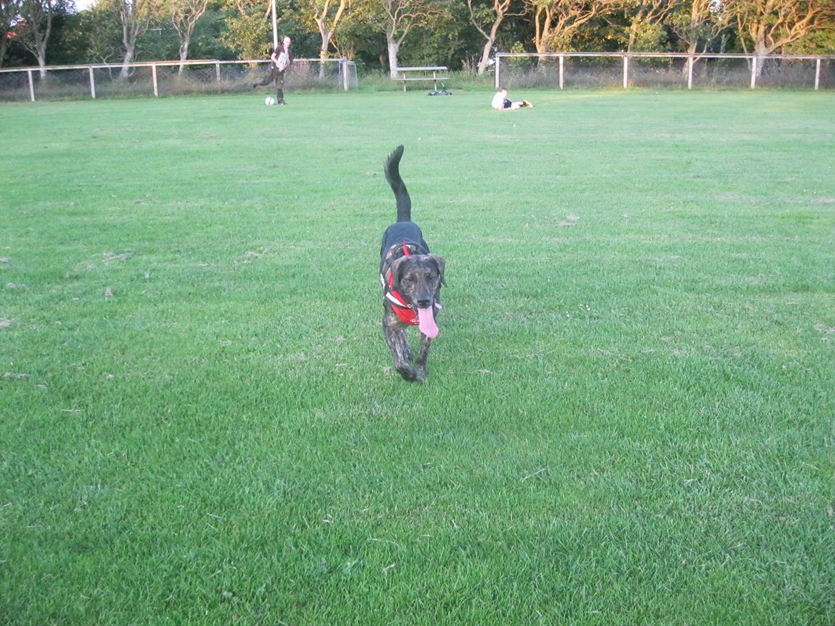 Blanding af racer Tayson billede 18