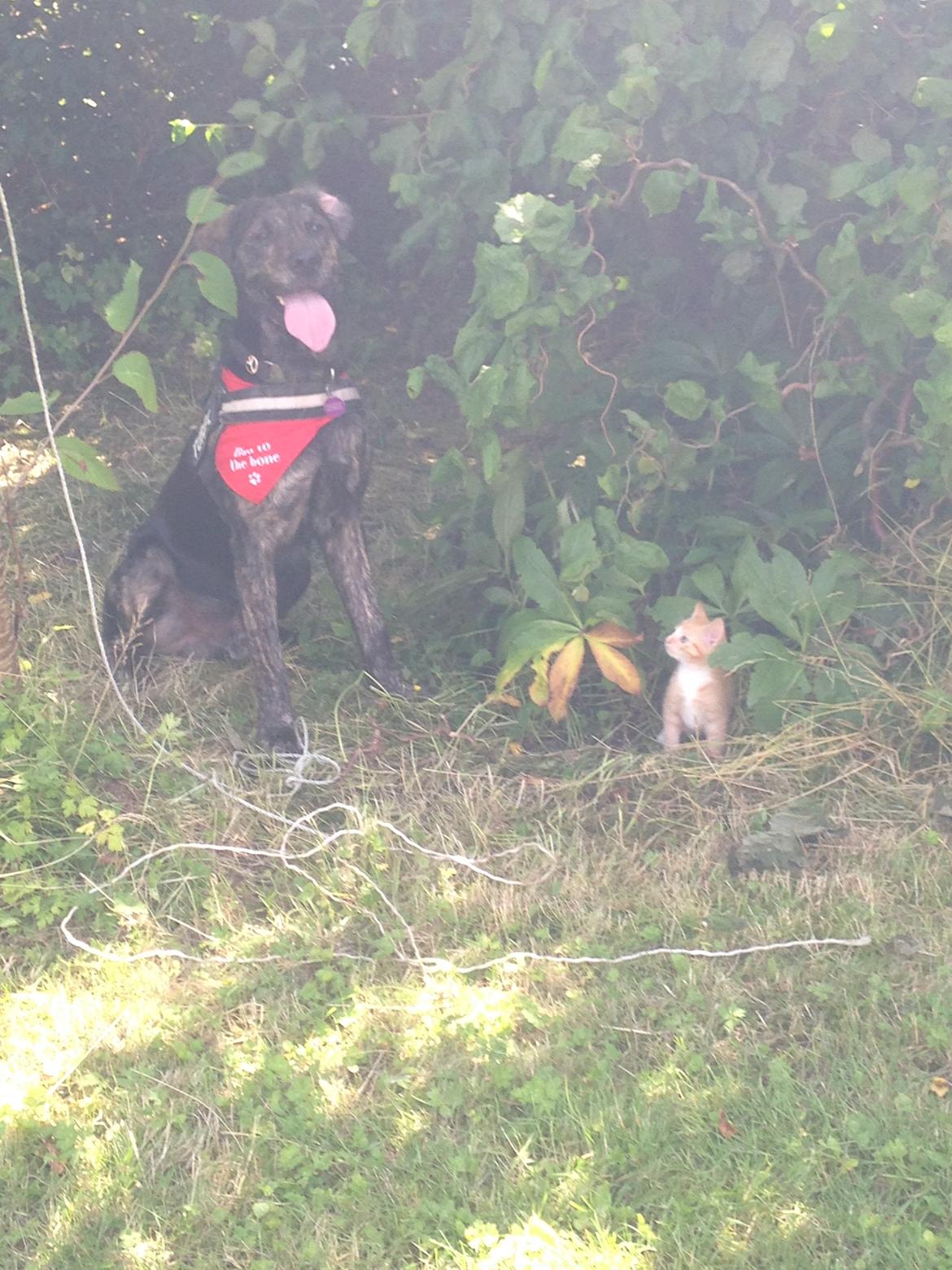 Blanding af racer Tayson billede 8