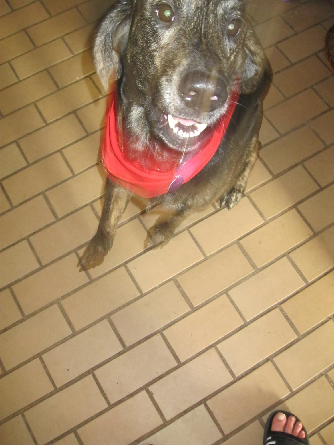 Blanding af racer Tayson billede 19