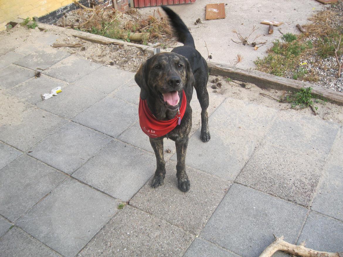 Blanding af racer Tayson billede 11