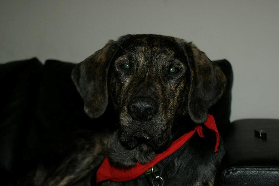 Blanding af racer Tayson billede 20