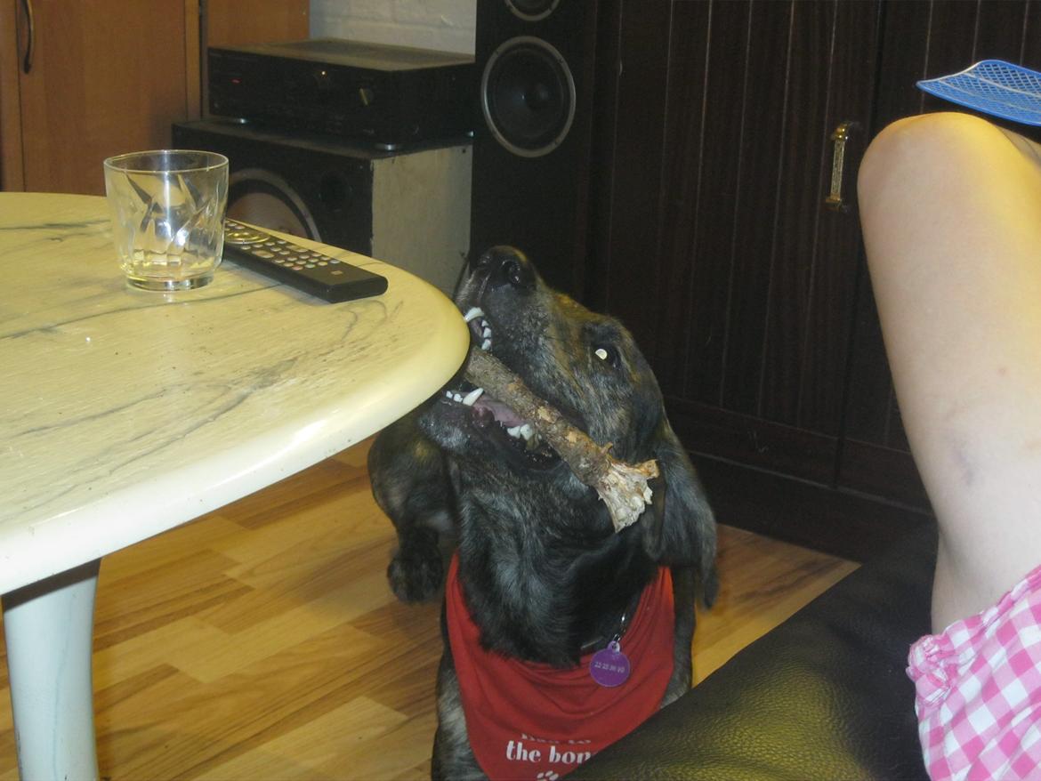 Blanding af racer Tayson billede 21