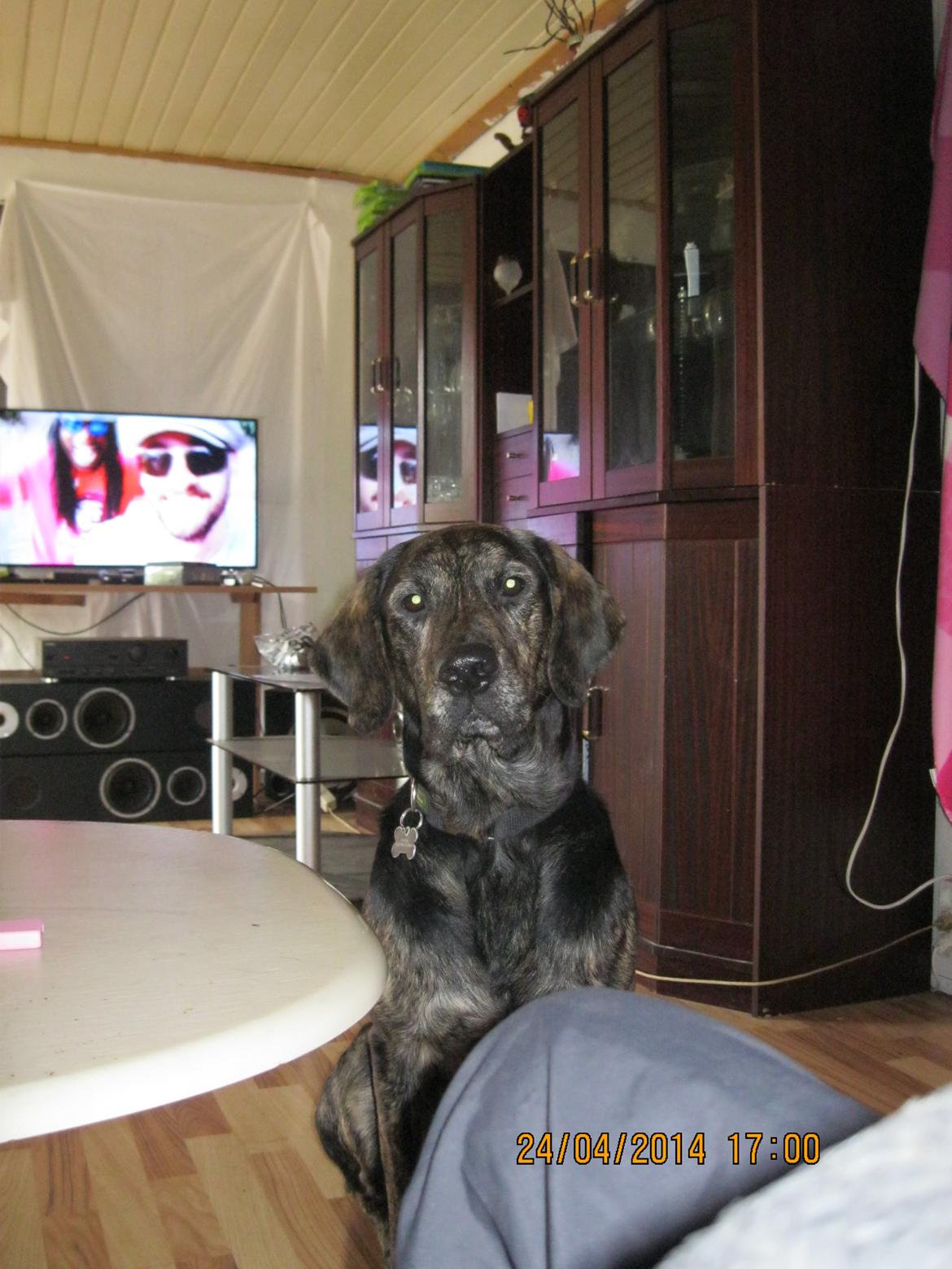 Blanding af racer Tayson billede 22