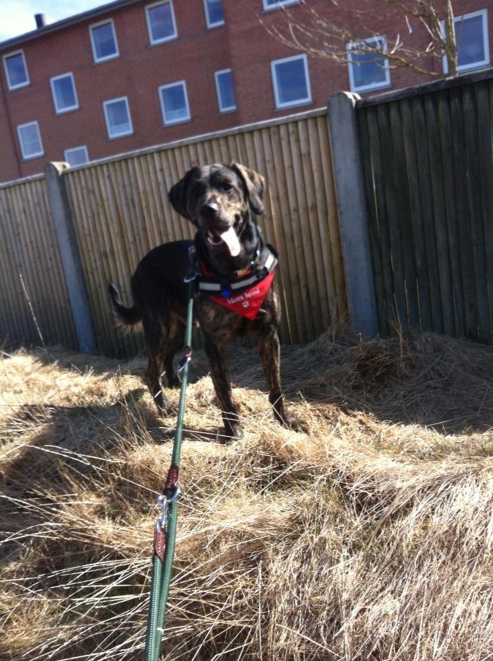 Blanding af racer Tayson billede 23