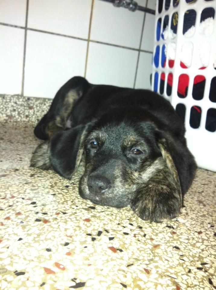 Blanding af racer Tayson billede 3