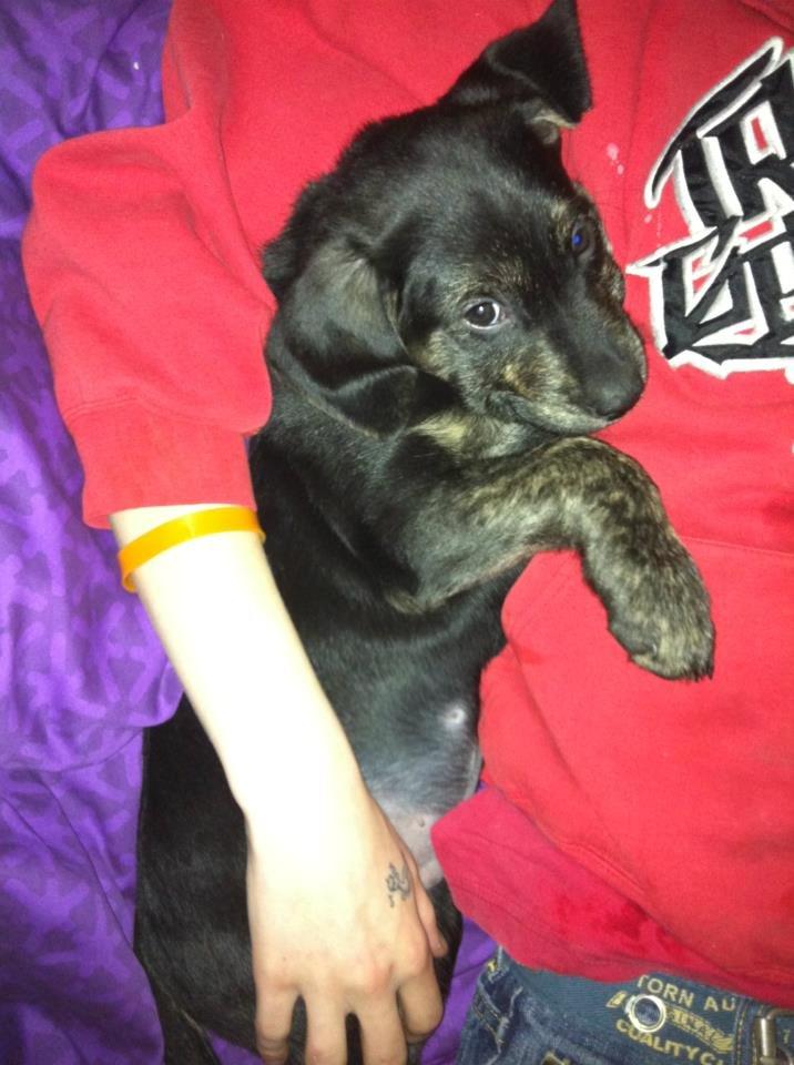 Blanding af racer Tayson billede 4