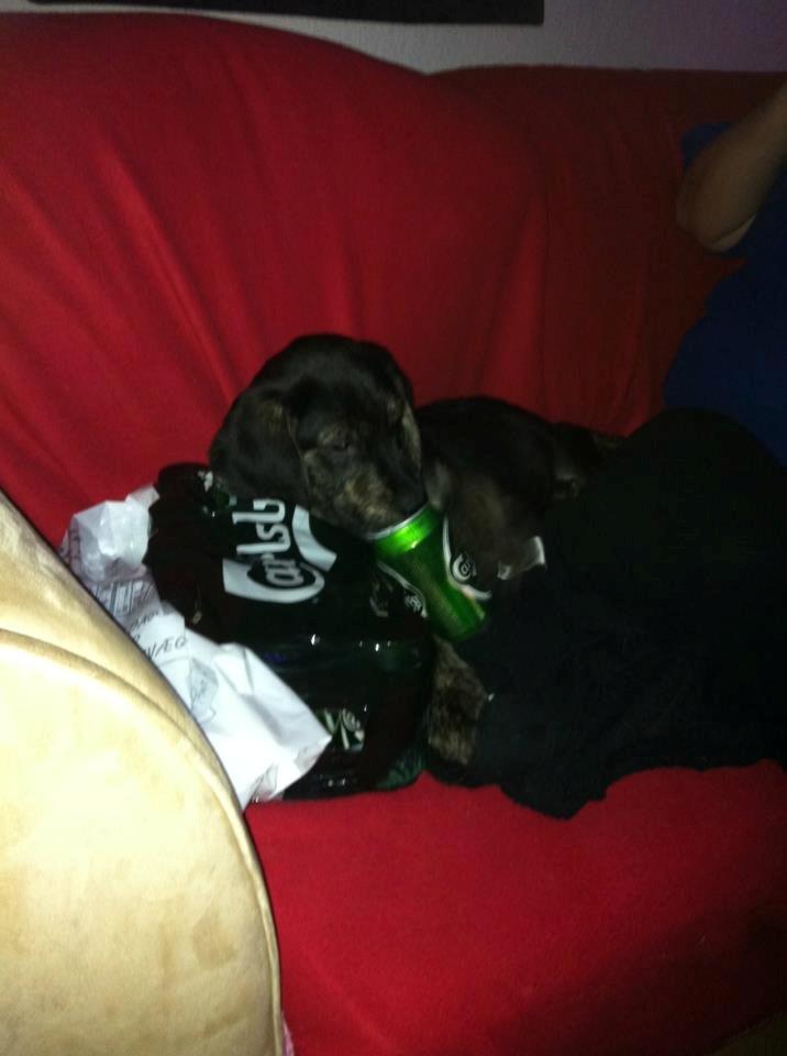 Blanding af racer Tayson billede 6