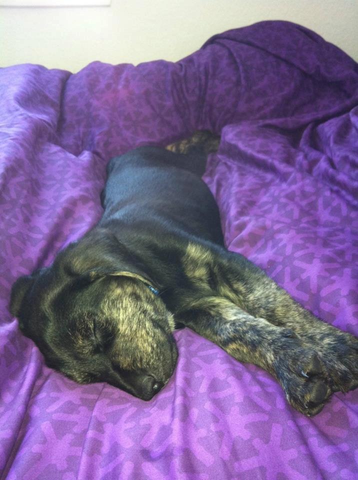 Blanding af racer Tayson billede 5