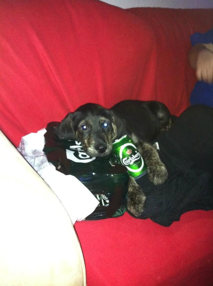 Blanding af racer Tayson billede 7