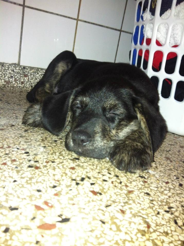 Blanding af racer Tayson billede 25