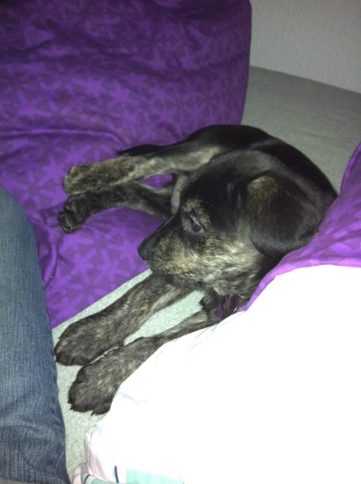 Blanding af racer Tayson billede 26